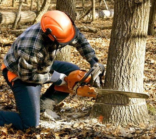 Tree Removal in Woodway, TX